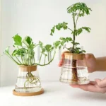 2/1 Pcs Hydroponic Plants Glass Flower Pots Home Decoration Transparent Small Vase Plant Pots With Base Tray Garden Accessories - Image 3