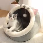 british-shorthair
