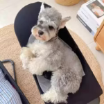 Dog Cat Rocking Chair Pet Dog Cat Bed Spring Recliner Portable Puppy Nest Folding House Comfort Nest for Pet Cat Dog Supplies - Image 2