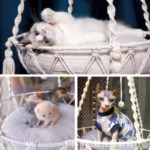 New Pet Hammock Cat Swing Hand Woven Cotton Rope Cats Hanging Basket Kitten Hanging String Den Indoor Pend Nest Pets Supplies - Image 5