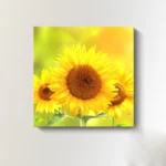 w5275-sunflower-4
