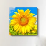w5275-sunflower-9