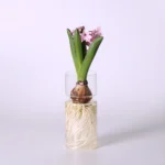 DIY Micro Landscape Clear Hyacinth Glass Vase Flower Planter Pot Bottle Terrarium Container Flower Vase for Home Office Decor - Image 5