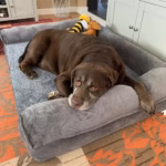 Dog Bed Extra Large Orthopedic Pet Mattress Couch Sleeping Bed Cushion with Removable Washable Cover Soft Sponge Foam - Image 2
