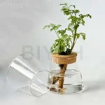 2/1 Pcs Hydroponic Plants Glass Flower Pots Home Decoration Transparent Small Vase Plant Pots With Base Tray Garden Accessories - Image 5