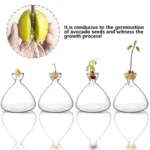 Avocado Seed Starter Vase Transparent Glass Vase Vase For Growing Plant Glass Seed Growing Kit For Gardening Lovers - Image 3