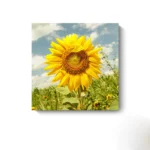 w5275-sunflower-20