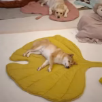 Dog Cooling Leaf Mat Summer Pad Mat For Dogs Cat Blanket Sofa Breathable Pet Dog Bed Washable For Small Medium Large Dogs Car - Image 2