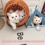 Luxury Fruit Basket Cat Hammock bed Hand Woven Storage Basket Comfortable Heavy Carton Packaging Not Easy To Damage for Pets Box - Image 2