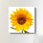 w5275-sunflower-15
