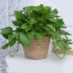 Straw Weaving Flower Plant Pot Basket Grass Planter Basket Indoor Outdoor Flower Pot Cover Plant Containers for Plantable Plants - Image 4