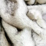 New Winter Faux-fur Thickened Plush Blanket Flannel Imitation Fox Fur Warm Soft Blanket for Bed Double King Size Throw Blanket - Image 5