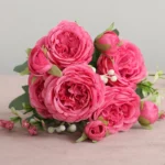 rose-red