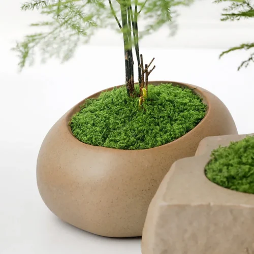 Eternal Life Moss: Lush DIY Greenery for Effortless Decor