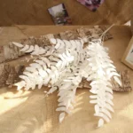 length-50cm-200003699