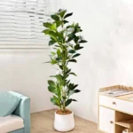 Lifelike Tropical Ficus Tree - No-Maintenance Home Decor - Image 3