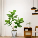 76-135 cm（53.1in）Artificial Magnolia Tree Rubber Fig Plants for Outdoor Patio Garden Balcony Indoor Home And Office Decorations - Image 6