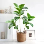 76-135 cm（53.1in）Artificial Magnolia Tree Rubber Fig Plants for Outdoor Patio Garden Balcony Indoor Home And Office Decorations - Image 5