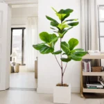 76-135 cm（53.1in）Artificial Magnolia Tree Rubber Fig Plants for Outdoor Patio Garden Balcony Indoor Home And Office Decorations - Image 3