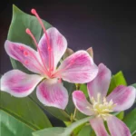 Lifelike Tropical Ficus Tree - No-Maintenance Home Decor - Image 5