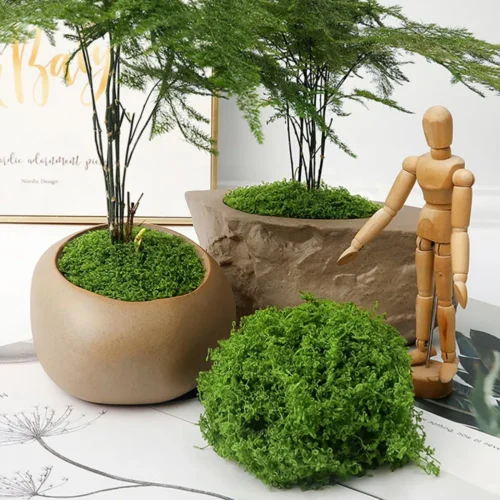 Eternal Life Moss: Lush DIY Greenery for Effortless Decor