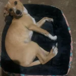 Pet Dog Bed Sofa Mats Pet Products Coussin Chien Animals Accessories Dogs Basket Supplies For Large Medium Small House Cat Bed photo review