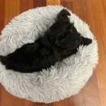 Cozy Plush Cat Bed for Ultimate Warmth & Comfort photo review