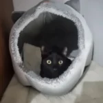 Cozy Cotton Cat Cave: Ultimate Winter Pet Bed Retreat photo review