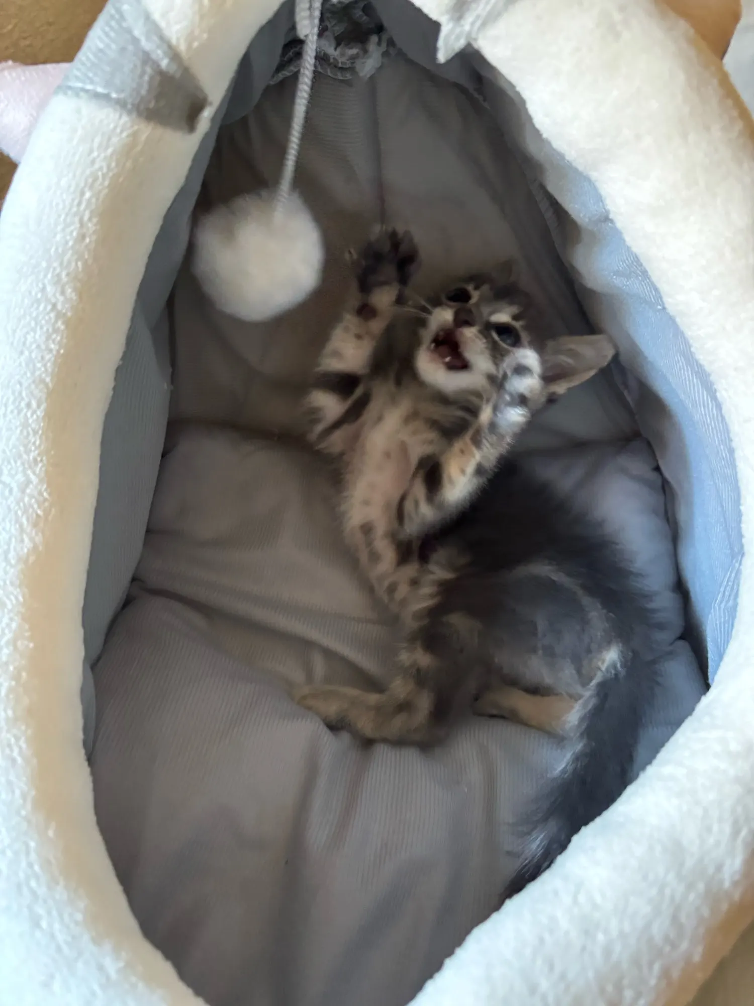 Cozy Cartoon Cat Bed: Removable, Washable, & Foldable Delight photo review