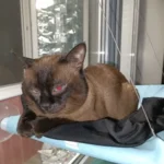 Sunny Cat Hammock Bed - Cozy Aerial Window Nest for Cats photo review