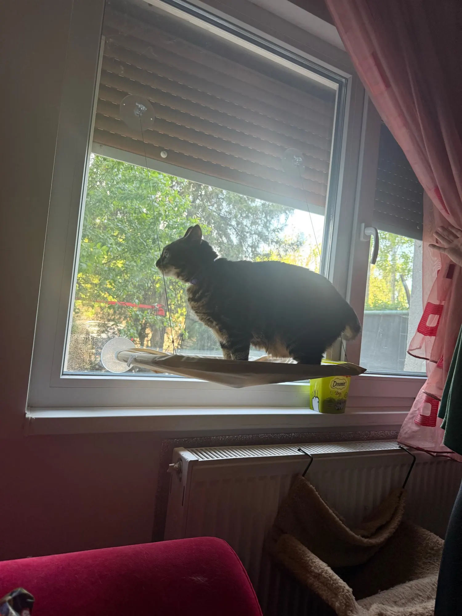 Sunny Cat Hammock Bed - Cozy Aerial Window Nest for Cats photo review