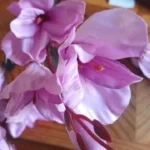 Elegant Magnolia Silk Flower Set - 5 Forks, 20 Heads for Home Decor photo review