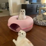 Cozy Dual Cat Bed & Tunnel - Interactive Plush Nest photo review
