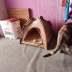 Versatile Foldable Cat Tent: Cool & Cozy All-Season Haven photo review