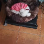 Cozy Round Pet Bed in Stylish Gradient for Large Dogs photo review