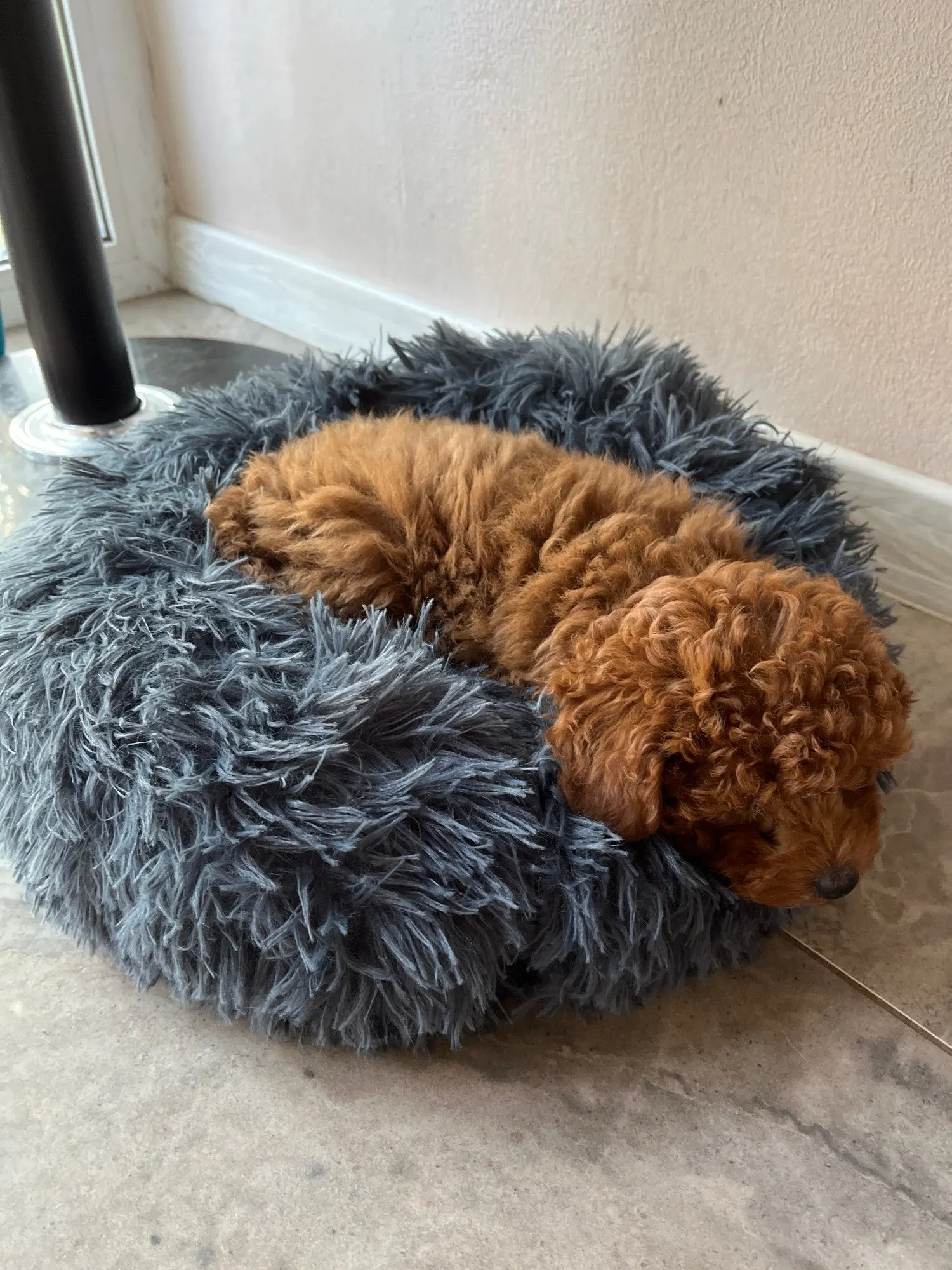 Cozy Round Pet Bed in Stylish Gradient for Large Dogs photo review