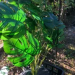 Lifelike 60-103 cm Faux Monstera & Pothos for Any Space photo review