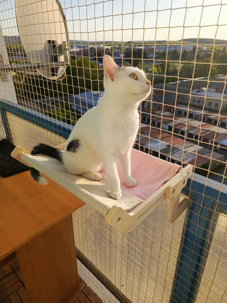 Cozy Cat Hammock with Window View & Wooden Stand photo review