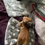 Cozy Plush Cat & Small Dog Bed Mat - Breathable & Soft photo review