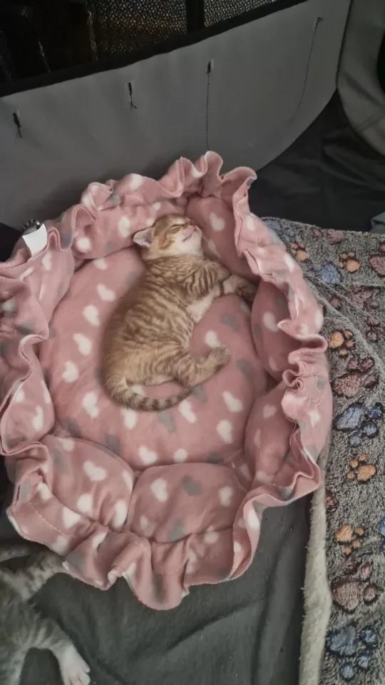 Cozy Adjustable Cotton Pet Nest Bed for Cats & Puppies photo review