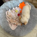 Plush Donut Cat Bed: Cozy, Washable Comfort for Pets photo review