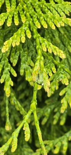 Elegant Waterproof Cotton-Linen Tablecloth for Dining Bliss photo review