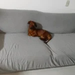 Luxurious Jacquard Sofa Cover for Custom Fit Comfort photo review