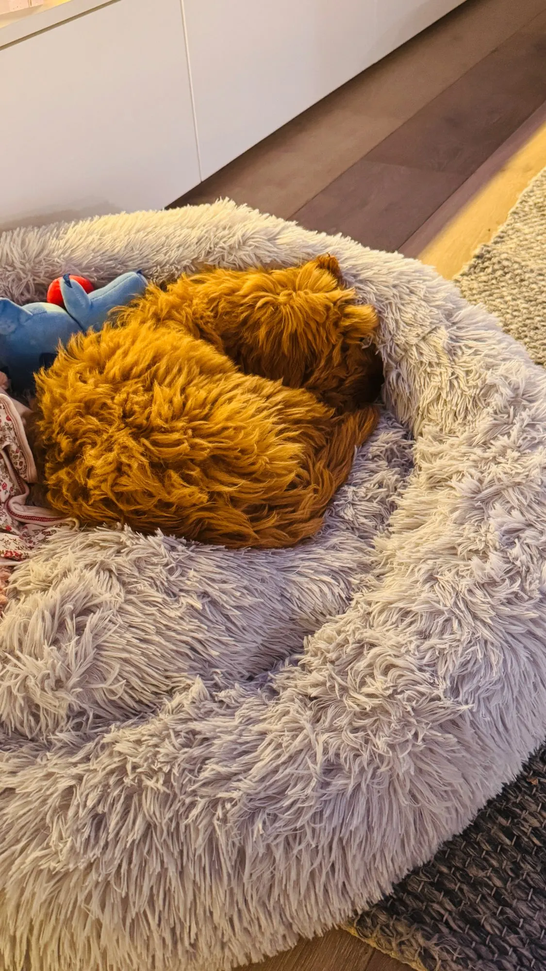 Plush Donut Cat Bed: Cozy, Washable Comfort for Pets photo review