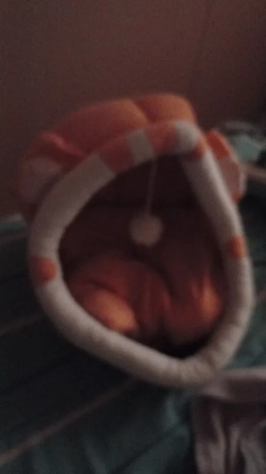 Cozy Cotton Cat Cave: Warm Pet Bed for Cats & Small Dogs photo review