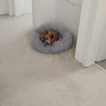 Plush Donut Cat Bed: Cozy, Washable Comfort for Pets photo review