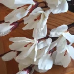 Elegant Magnolia Silk Flower Set - 5 Forks, 20 Heads for Home Decor photo review