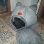 Cozy Cotton Cat Cave: Ultimate Winter Pet Bed Retreat photo review