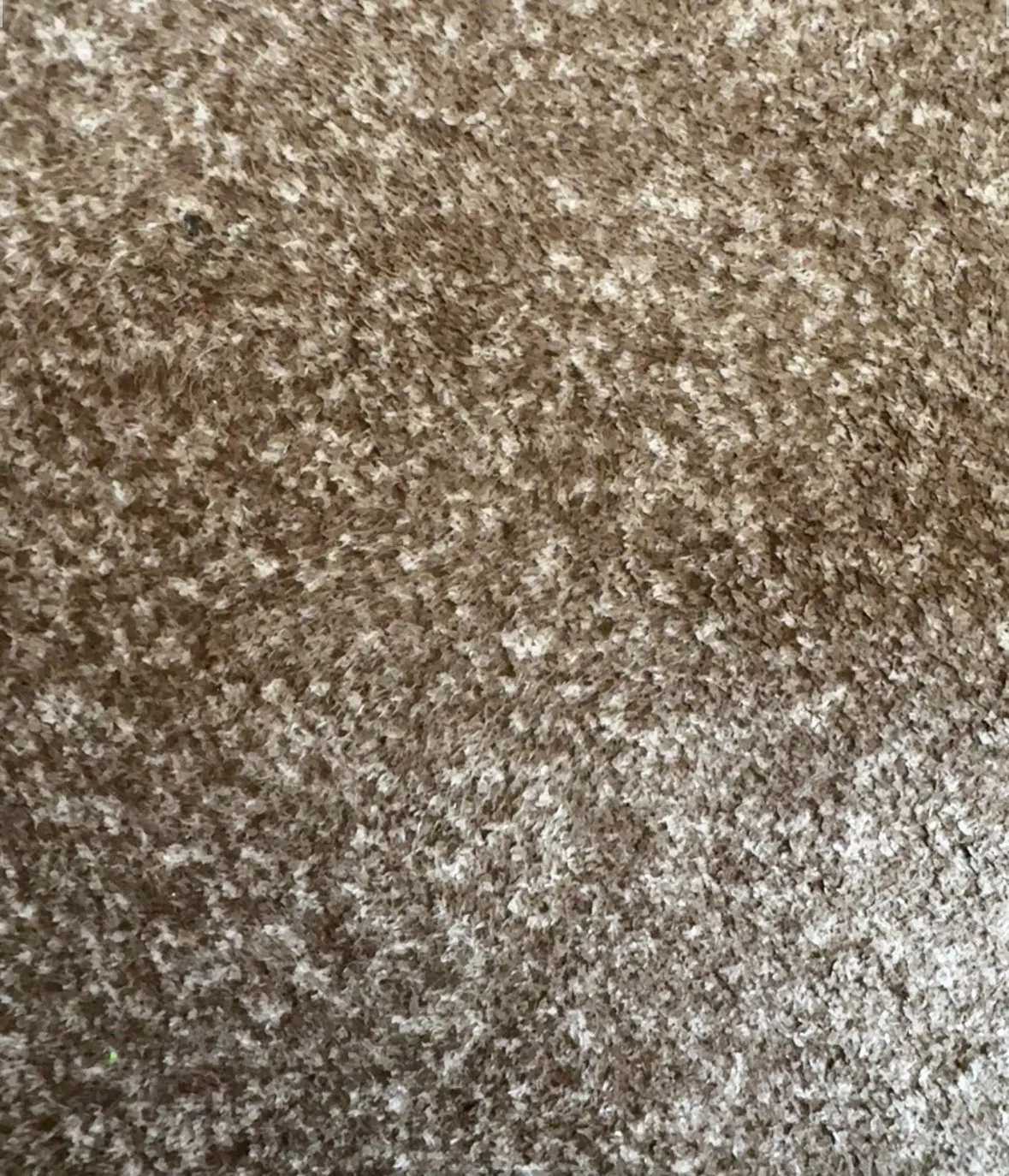 Set of 2 Durable Walnut & Beech Wooden Coasters for Hot Drinks photo review