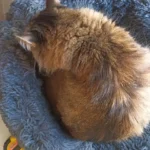 Plush Donut Cat Bed: Cozy, Washable Comfort for Pets photo review